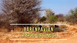 Namibia  Bärenpavian Papio ursinus [upl. by Kameko]