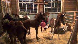 A visit to Last Chance Corral foal rescue [upl. by Obadias87]