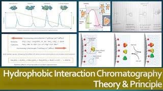 Hydrophobic Interaction Chromatography Theory and Principle Protein Purification Method [upl. by Helve404]