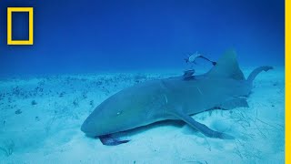 Can Sharks Detect Magnetic Fields  Sharkcano [upl. by Just]