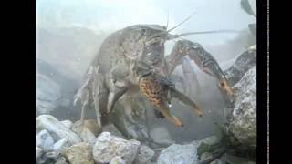 Americas Crayfish Crawling In Troubled Waters Also see httpsjustapediaorgwikiCrayfish [upl. by Aynot]