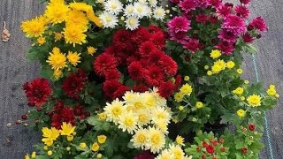 GULDAUDI  Chrysanthemum  mums flower plant care Divyajoseph11M [upl. by Ernesto468]