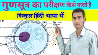 गुणसूत्र का परीक्षण Gudsutra ka priskayn How to do check about in chromosomes [upl. by Veedis]