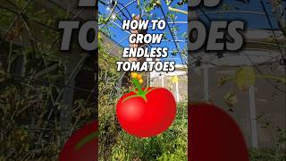 How To Propagate Tomato Plants🍅🍅 [upl. by Lonny]