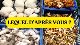 LE champignon le plus facile à cultiver et aussi le plus rapide [upl. by Moguel]