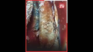 Parasitic worms found in canned sardines imported from Singapore [upl. by Naimed]