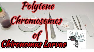 Study of Polytene chromosomes  Chironomus larvae  Chironomus plumosus  Zoology Practical [upl. by Nivlak]