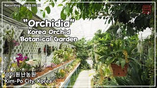 이원난 농원 1편 한국 최대 착생난초 농장의 정원 방문 Korea Orchid Botanical Garden  Orchidia 화이 난초 이야기 [upl. by Read394]