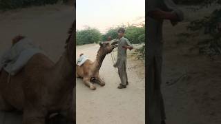 Dabbing Camel Top valley shorts video [upl. by Anastasius331]