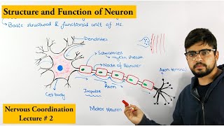 Neuron How nervous system works [upl. by Lebazi241]