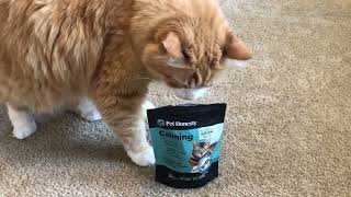 Pet Honesty Calming Chews for Cats Cat Anxiety Relief  Helps Reduce Stress Review [upl. by Strenta288]