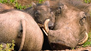 The Smart Way Warthogs Keep Insects at Bay [upl. by Akihdar695]