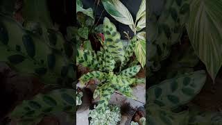 Calathea Rattle Snake Baithul garden [upl. by Sexela]