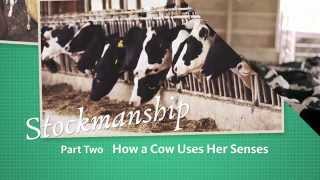 Stockmanship Part 2  How a Cow Uses Her Senses [upl. by Enial776]