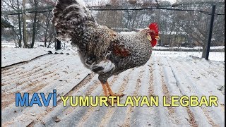 MAVİ YUMURTLAYAN 2 IRK YAPMANIZ GEREKEN BİR SEÇİM  Cream Legbar vs Ameraucana [upl. by Haggai]