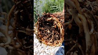 Palme richtig umtopfen DIY Tutorial Phoenix canariensis Kanarische Dattelpalme 🌴 pflanzen Substrat [upl. by Desdee]