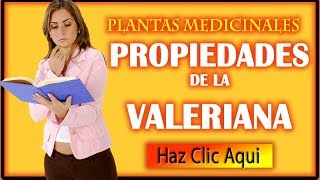 Propiedades de la Valeriana descubre los beneficios medicinales de La Valeriana [upl. by Eugirne89]