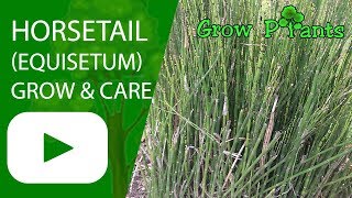 Horsetail Equisetum  growing and care [upl. by Burhans]