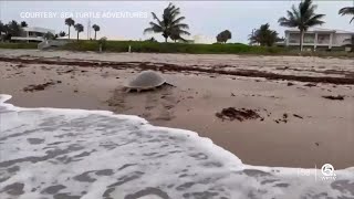 Rare moment on video Endangered Kemp’s Ridley sea turtle nests near Delray Beach [upl. by Osnerol]