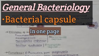 General Bacteriology  Bacterial capsule  SAQ amp Short note [upl. by Akener377]