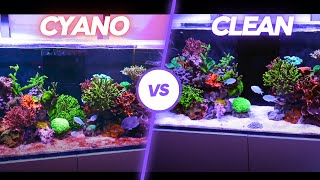 How To Get Rid of CYANO BACTERIA in a REEF TANK 5 Tips🦠 [upl. by Odawa]