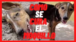 🟢 Como CURAR el MOQUILLO en PERROS 2022 🟢 Síntomas Tratamiento Remedios Contagio en Mayores [upl. by Casaleggio]