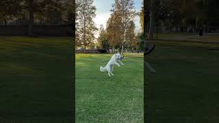 Kibo rates frisbee 1010 🤗 whiteswissshepherd bergerblancsuisse frisbeedog [upl. by Animaj448]