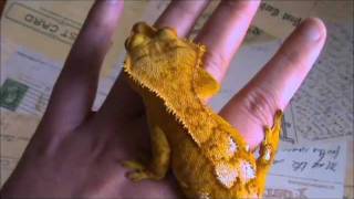 Your Fat Crested Gecko [upl. by Dimo]