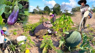 មកស្រោចដំណាំនៅចំការ  growing Vegetables with water  Village Lifestyle  village showing camping [upl. by Anaher788]