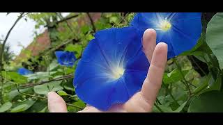 Heavenly blue Ipomoea tricolor garden flowers beauty [upl. by Modla]