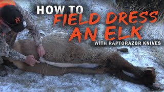 How to field dress an Elk without gutting Using the Raptorazor knives [upl. by Aneehsar]