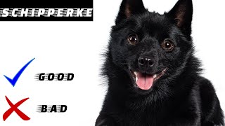 Schipperke Pros And Cons  Everything you need to know  Decision making video [upl. by Sabella]