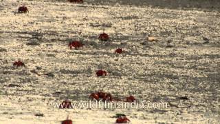 Fiddler crabs looks like a red dot Henry Island [upl. by Otit]