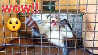 Monkey oh😯 animals monkey monkeylove grooming funnyanimals trending viral adorable cute [upl. by Ominoreg510]