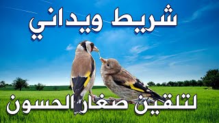 تركيبة ويدانية لتسميع صغار الحسون terkiba widania [upl. by Orgalim]