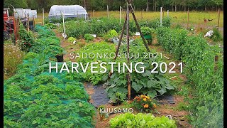 Omavaraistelu Sadonkorjuu 21 Harvest 2021 Finnish Homestead [upl. by Chiquia]