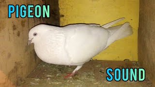 Pigeon Sound Effect  Male Pigeon Super Performance  White Pigeon [upl. by Elbag]