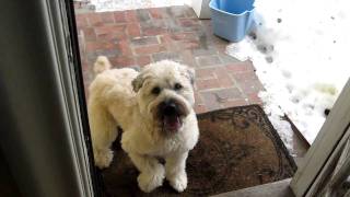 Wheaten Terrier whirl  dont leave the Kitchen Crazy [upl. by Bannasch]