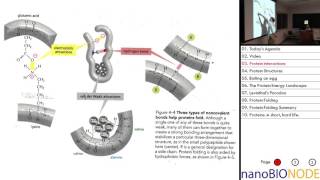 Biophysics 401 Lecture 9 Protein Folding [upl. by Weld573]