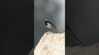 I Spent 24 Hours With The WhiteBrowed Wagtail Bird nature birds wild [upl. by Clarine]