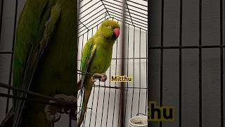 Mitthu parrotlover parrottalking parrotvideo parrotlovers parrort parrotsinging [upl. by Netsud639]