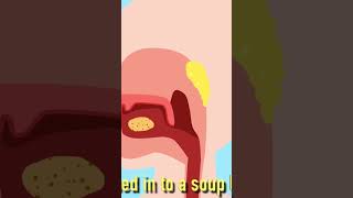 Fun Digestive System Song for Kids Small intestines [upl. by Reese]