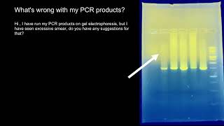 PCR and Gel Electrophoresis troubleshooting [upl. by Eluj960]