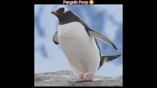 Why Do Penguins Throw Poop Away 🤔 [upl. by Ardnod]