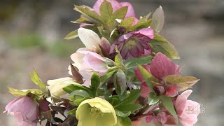 How To Divide Your Hellebores [upl. by Dwane]