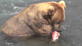 Alaska grizzly bear eating salmon [upl. by Kampmann934]