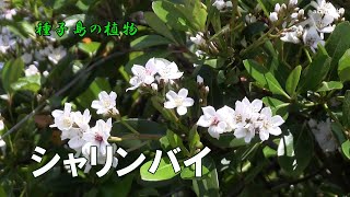 シャリンバイ 春のころ枝先に円錐花序を出し芳香性のある白い花を多数咲かせた開花風景令和4年～種子島の植物 [upl. by Swain234]