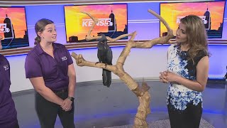 San Antonio Zoo introduces friendly cockatoo Lars [upl. by Launamme]