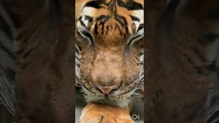 Majestic Tiger in the Wild  Stunning CloseUp of Nature’s Apex Predator [upl. by Narbig]