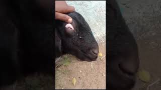 Liver fluke in goat ।। Fasciola hepatica infection ।। bottle jaw ।। [upl. by Aara120]